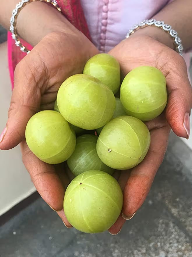 UltiCure Organic Amla Powder, for Skin, Hair Care & Immunity Booster Pure Organic and Natural Amla Fruit Powder - 150Gram pack